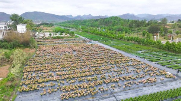 升富策略 贵州惠水：绣球花开产业兴 多元发展促振兴